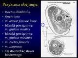 Wody geotermalne w ortopedii. Geothermal water in orthopaedic therapy. The picture taken from the 