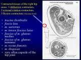 Presentation of biomechanical etiology of so-called idiopathic scoliosis on 58 Orthopaedic Congress in Cairo/Egypt, 4th -9th December 2006.